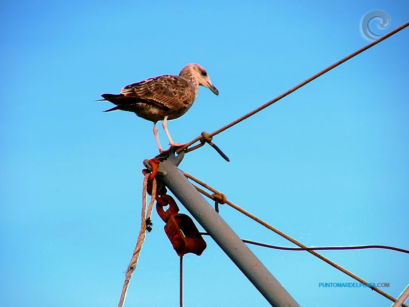 Puerto de Mar de Plata en Mar del Plata