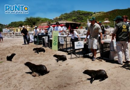 Liberaron nueve ejemplares de lobos marinos | 
