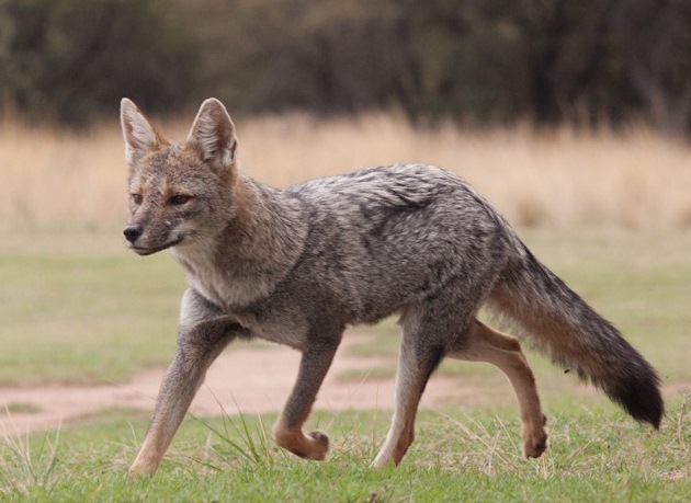 Rehabilitación y reinserción animal en la Laguna de Los Padres | 