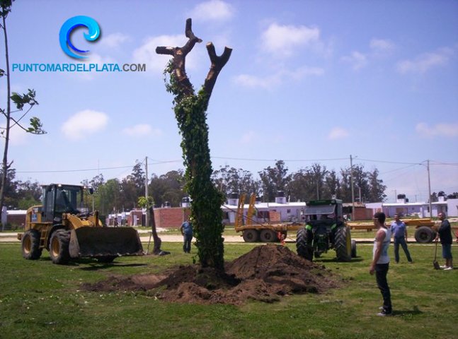 Rescatan ejemplar de Palo Borracho | 