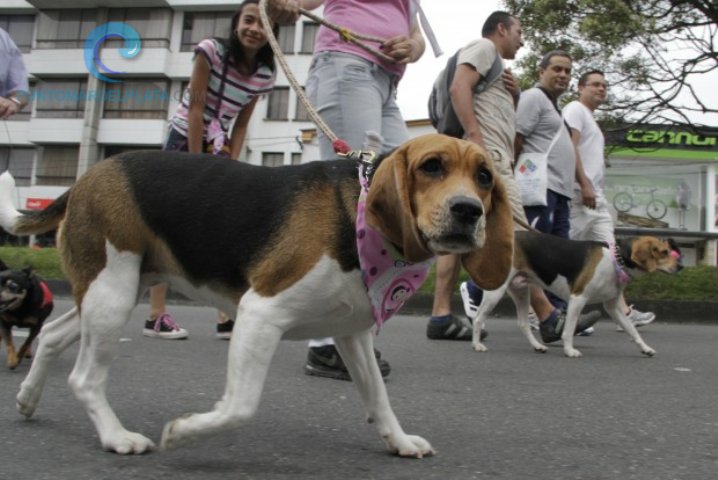 Caminata con mascotas para celebrar el Día del Animal | 