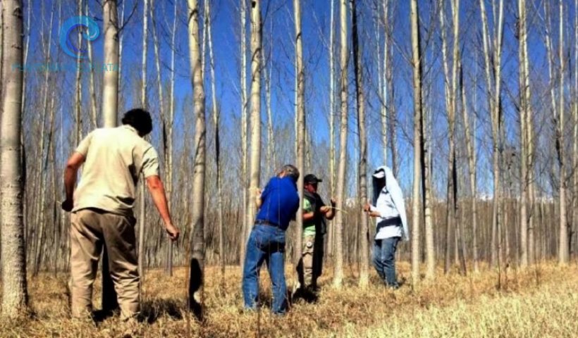 Se realizará en Mar del Plata el 135 Congreso Nacional Maderero | 