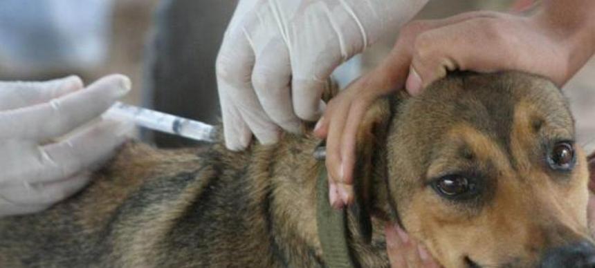 Campaña gratuita y obligatoria de vacunación antirrábica | 