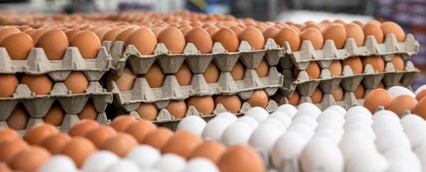 El sector avícola atraviesa un buen momento | 