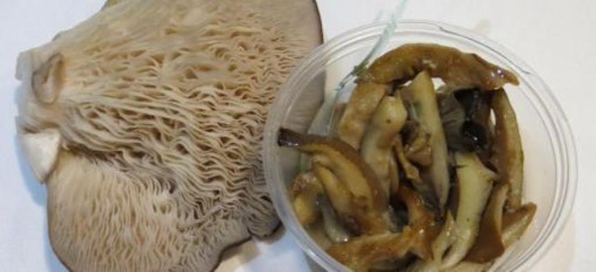 Producción de hongos comestibles en Mar del Plata | 