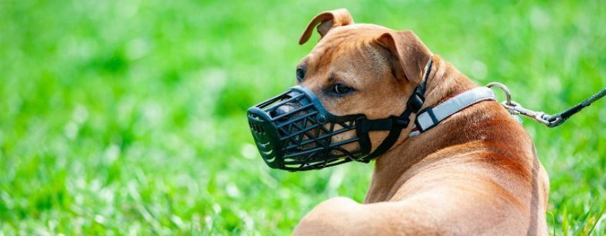 Tenencia Responsable de Mascotas | 