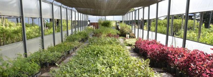 Viveros frente a la situación económica | 