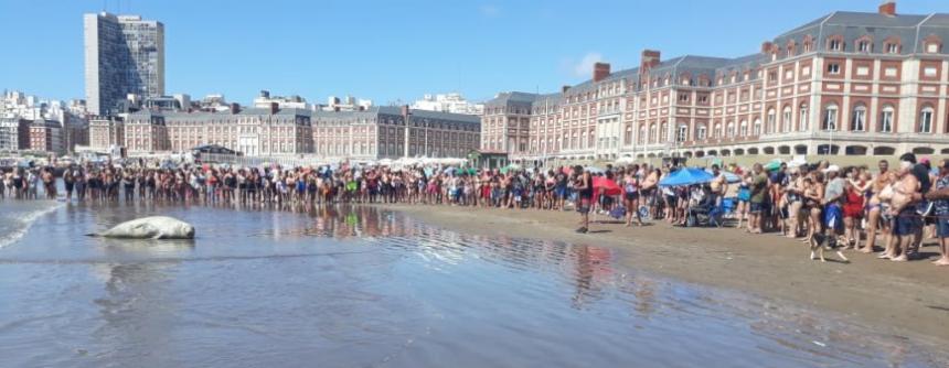 Lobos marinos en las playas marplatenses | 